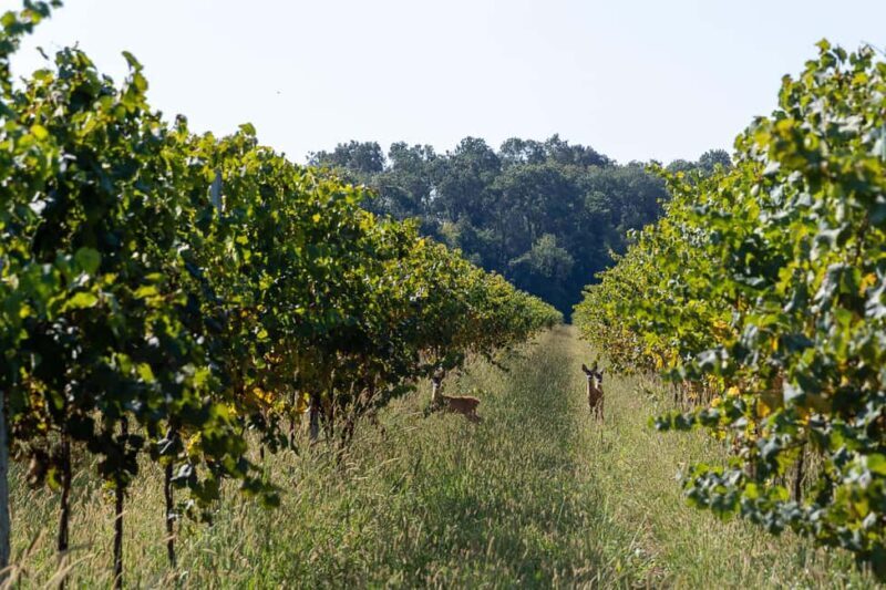 Off-road tour through vineyards and organic wine tasting Villa Bogdano 1880 - Practical Details and Value