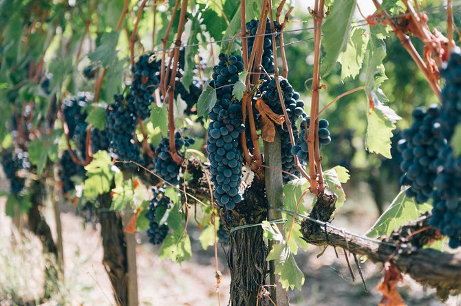 Off Road Wine Tour in Chianti From Siena - Pricing and Booking Details