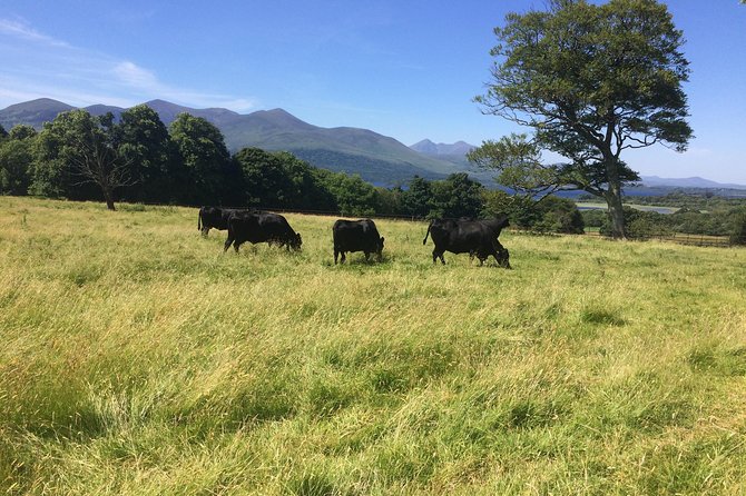 Off the Beaten Path Private Tour of Ring of Kerry - Spectacular Scenery