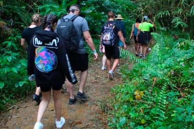 "Off the beaten path" Rain Forest Guided hike with Transportation - Challenges to Expect