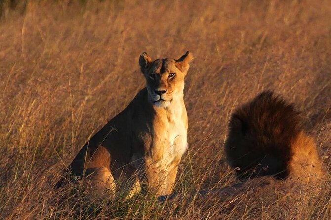 Off the Beaten Track Safari in Arusha Tanzania - Wildlife Encounters
