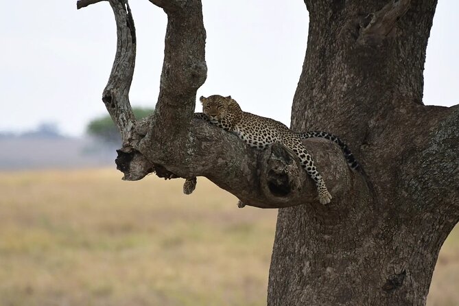 Off the Beaten Track Safari in Arusha Tanzania - Frequently Asked Questions