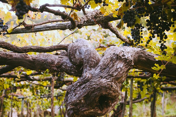 Official Ape Car & Wine Tasting - Amalfi Coast - Tour Details