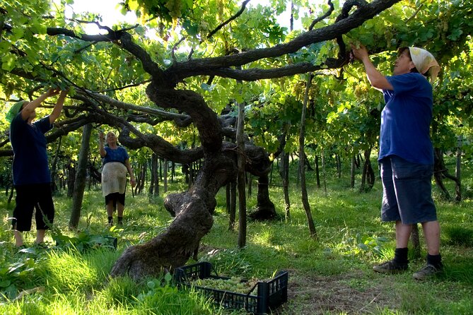 Official Ape Car & Wine Tasting - Amalfi Coast - Additional Information