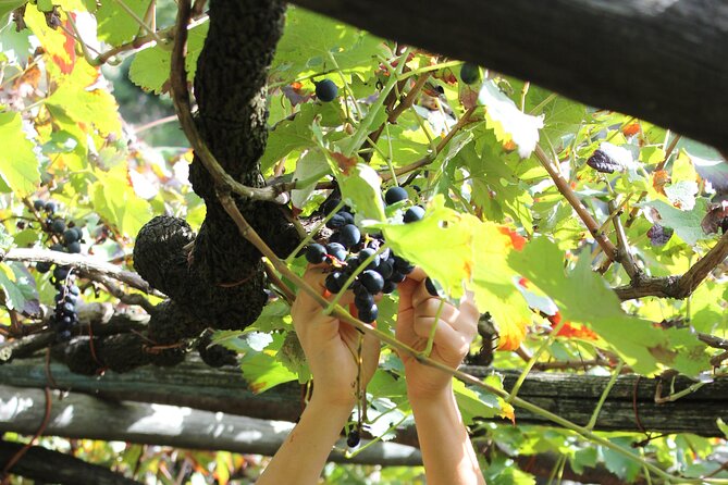 Official Ape Car & Wine Tasting - Amalfi Coast - Frequently Asked Questions