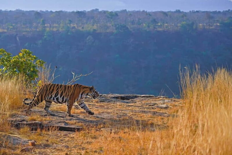 Official Panna National Park Sharing Tiger Safari - The Cost and Value