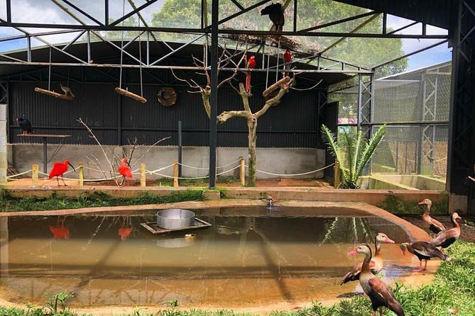 Official Ticket Zoo of the Birds - Poços De Caldas - Highlights of the Bird Zoo