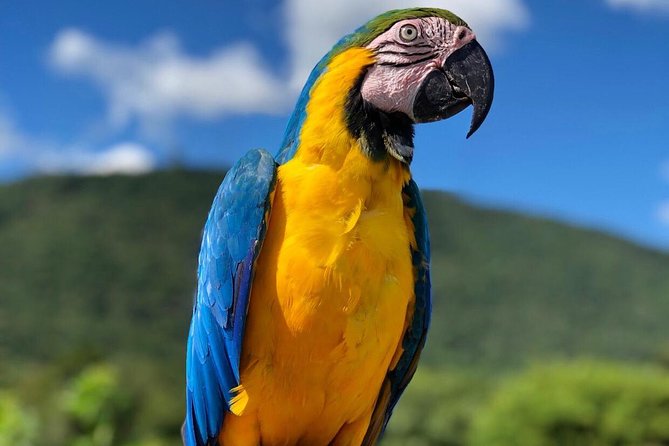 Official Ticket Zoo of the Birds - Poços De Caldas - Ticket Pricing and Packages