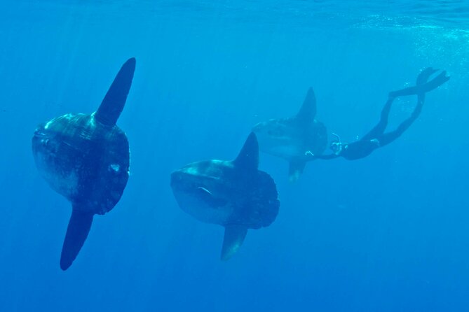 Offshore Snorkeling Adventure San Diego - Accessibility Information
