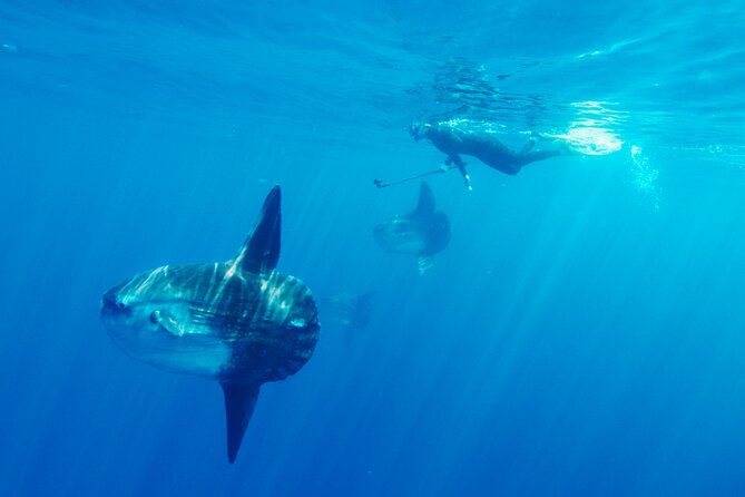 Offshore Snorkeling Adventure San Diego - Minimum Traveler Requirement