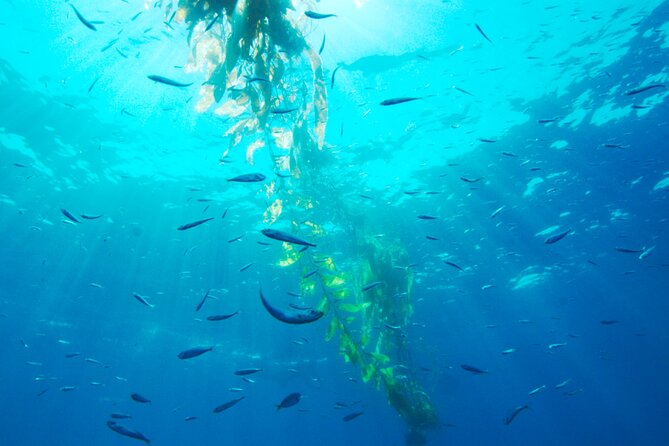 Offshore Snorkeling Adventure San Diego - Common Questions