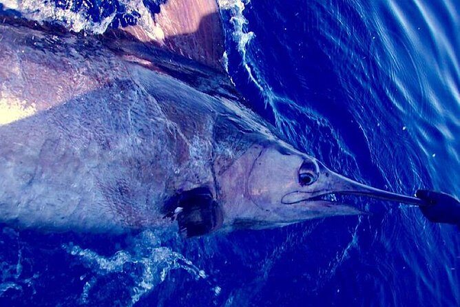 Offshore Sport & Flyfishing - 7 hours - Final Thoughts