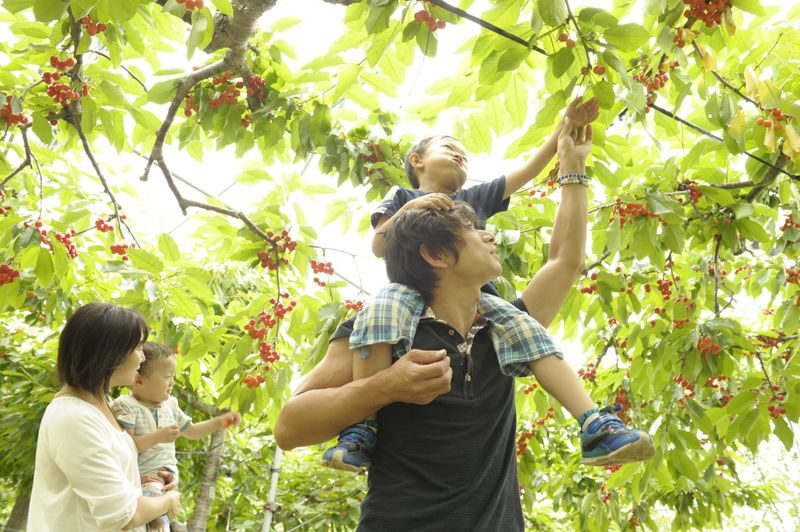 Ohashi Cherry Farm Admission + Fruit Picking in Furano Ashibetsu - A few useful things to know