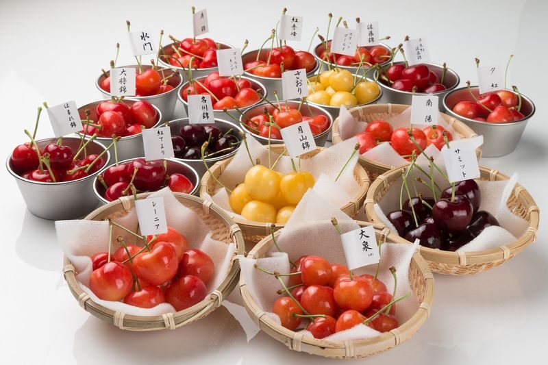 Ohashi Cherry Farm Admission + Fruit Picking in Furano Ashibetsu - Picking cherries, not just admiring them