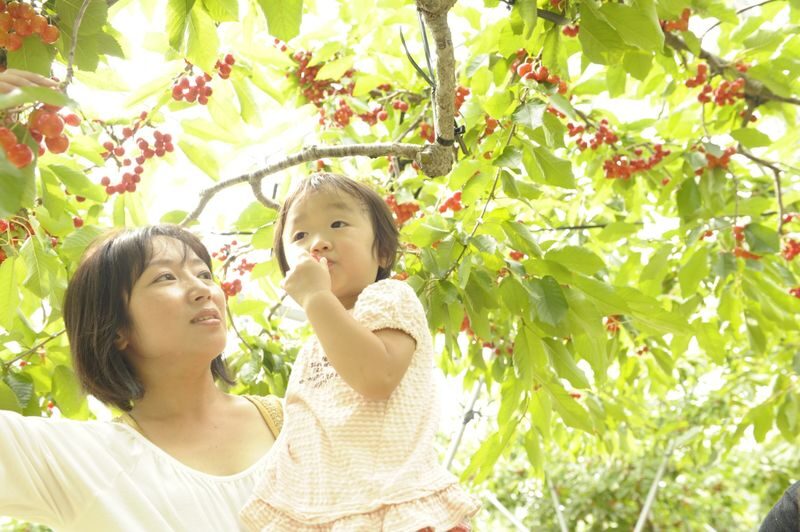 Ohashi Cherry Farm Admission + Fruit Picking in Furano Ashibetsu - How the visit fits into your day