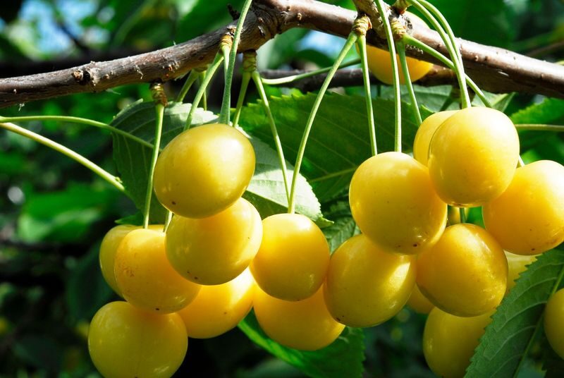Ohashi Cherry Farm Admission + Fruit Picking in Furano Ashibetsu - What the admission price covers