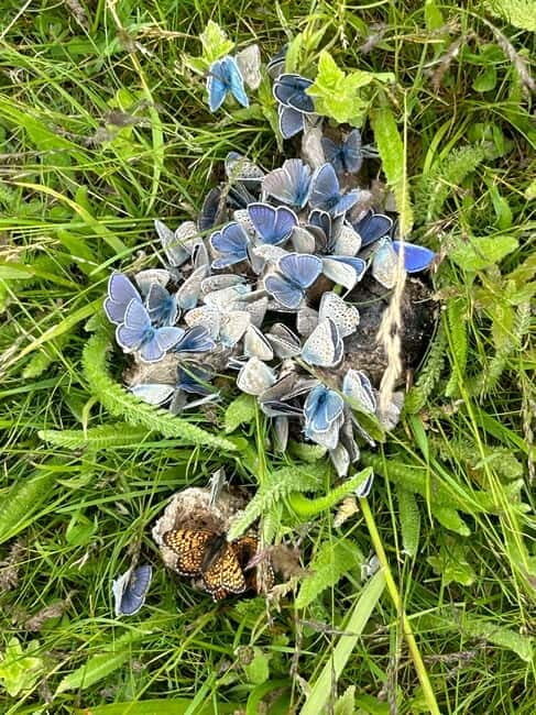 Ohrid and Galiica Jeep safari with BBQ by Lale Tours Ohrid - Good To Know