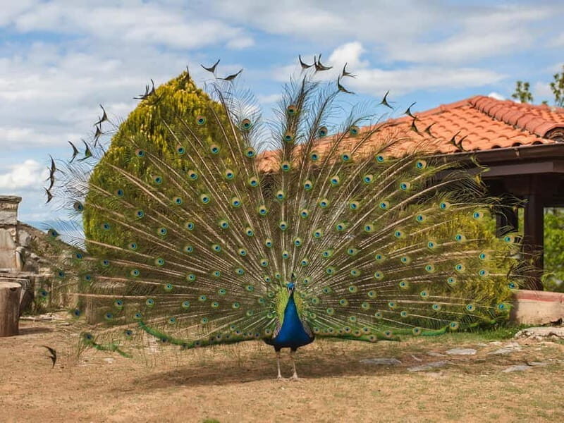 Ohrid & Traditional Village: Private Tour from Tirana/Durres - Good To Know