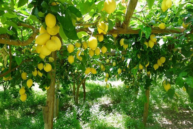 Oil, Cheese And Lemon Tour - Scenic Views