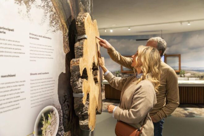 Oil Museum and Mill in Tuscany: Interactive Tour and Tasting - Enjoy Interactive Displays and Tastings