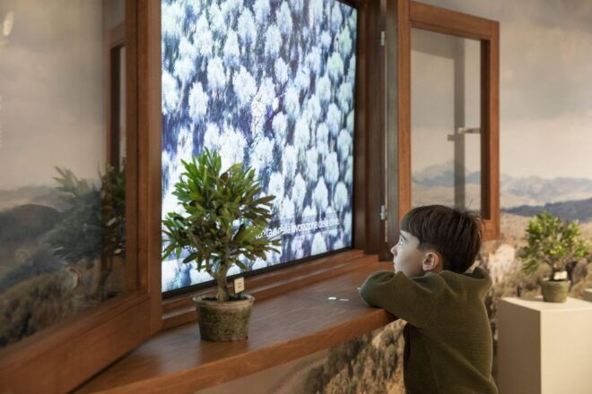 Oil Museum and Mill in Tuscany: Interactive Tour and Tasting - Discover the World of Olive Oil