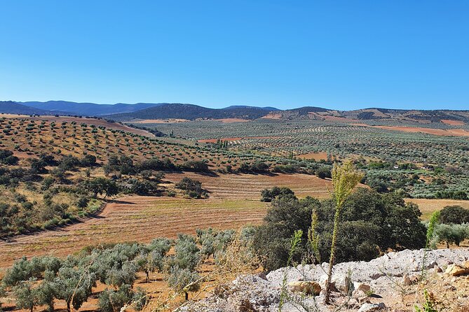 Oil Tourism at Finca La Pontezuela - Price and Booking Details