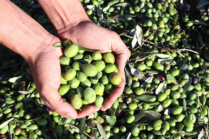 Oil Tourism With the 5 Senses - Uncover the Visual Beauty of Olive Groves