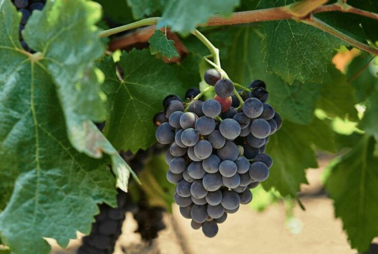 Oil & Wine Tasting - Experience Highlights