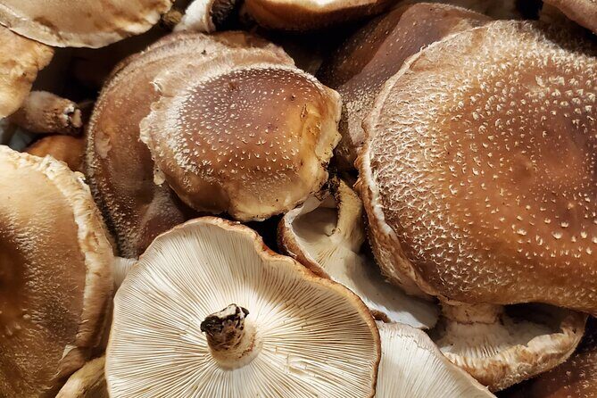 Oita: Shiitake Mushroom Farm Tour & Tasting - The Farm-to-Table BBQ: Freshness You Can Taste