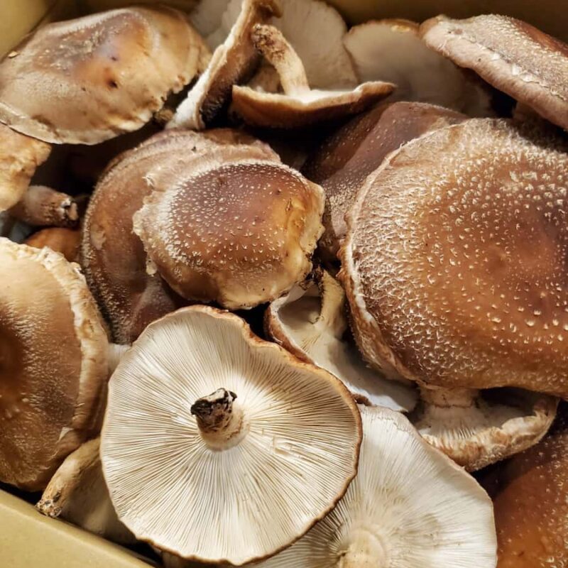 Oita: Shiitake Mushroom Farm Tour & Tasting - Authenticity and Local Connection