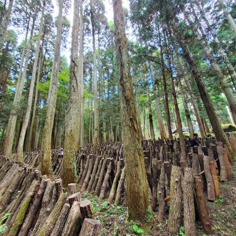 Oita: Shiitake Mushroom Farm Tour & Tasting - Who Will Love This Tour?