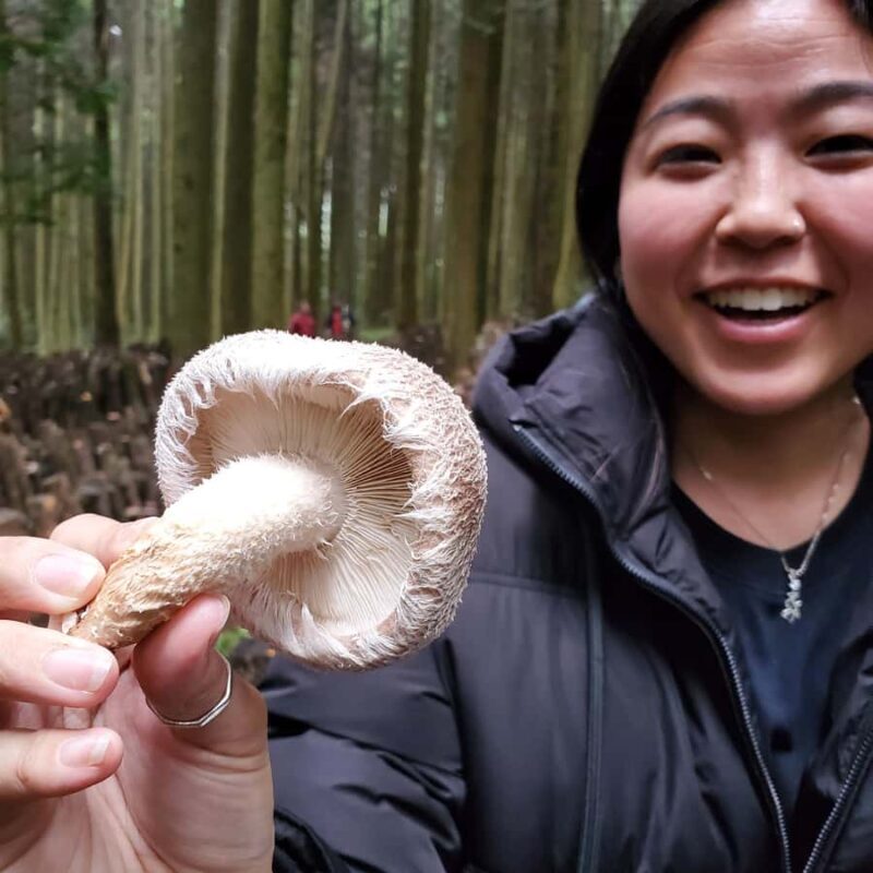 Oita: Shiitake Mushroom Farm Tour & Tasting - The Sum Up