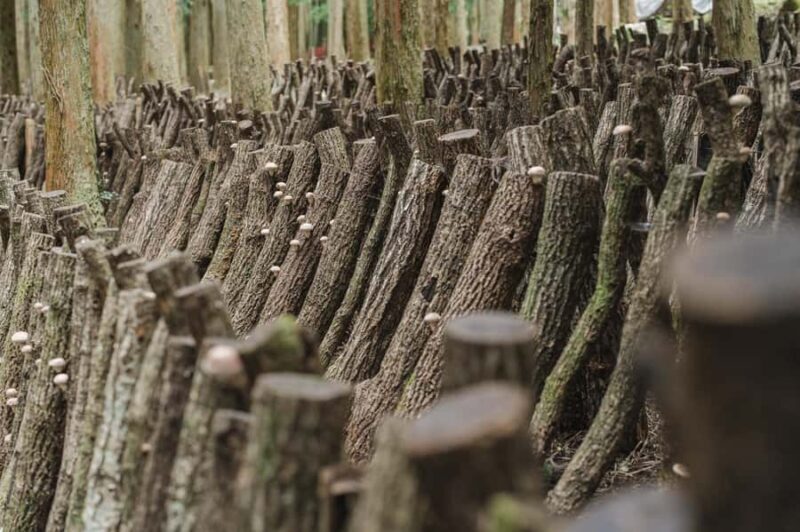 Oita: Shiitake Mushroom Farm Tour & Tasting - Discover the Art of Shiitake Cultivation with an Oita Farm Tour