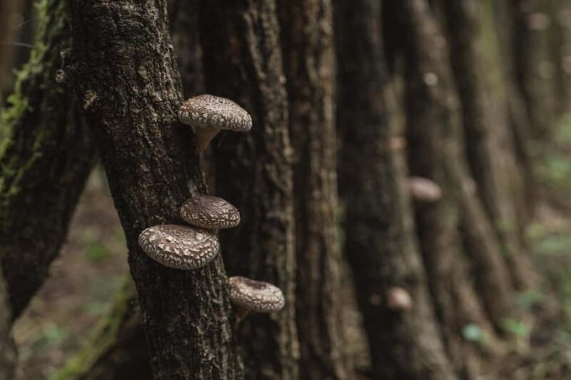 Oita: Shiitake Mushroom Farm Tour & Tasting - Who Will Appreciate This Tour?
