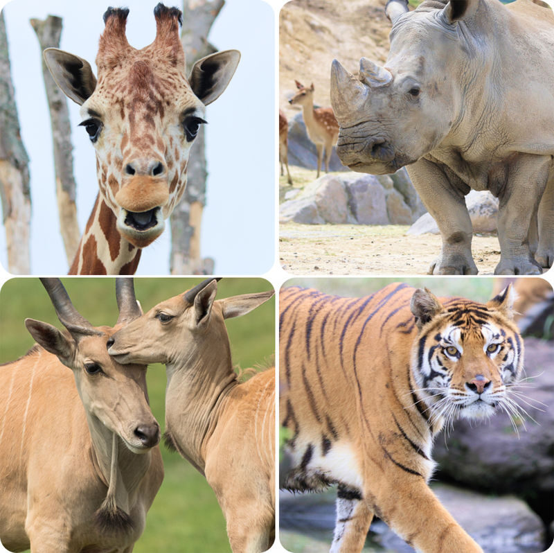 Oita: Yufuin & Kyushu Natural Animal Park & Umi Jigoku & Dazaifu & Beppu Ropeway Day Trip (From Fukuoka) - How the guide and group format shape the day