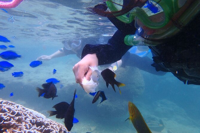 OK From 2 Years Old! / Sea Picnic & Snorkel - The Sum Up