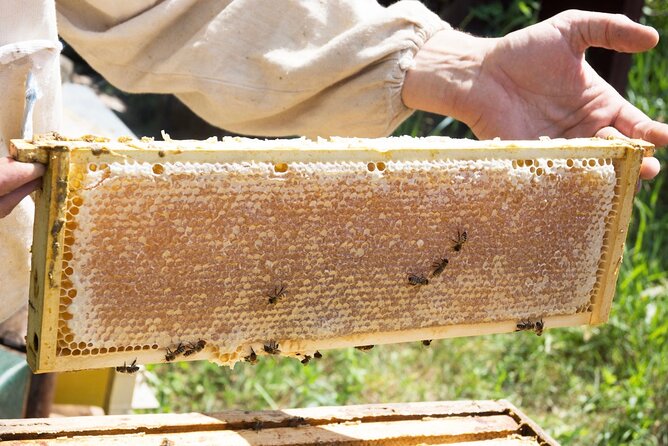 Okanagan Bee Tour and Lunch at Winery in Kelowna - Bee Tour Overview