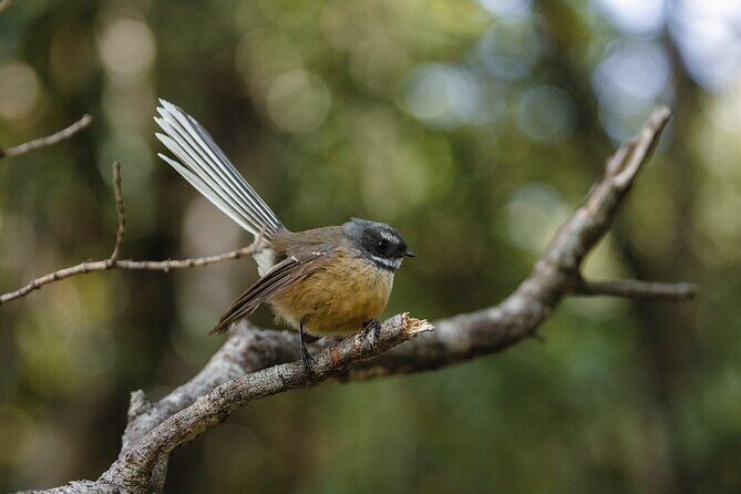 Okarito Nature Tour - The Tour Experience in Detail