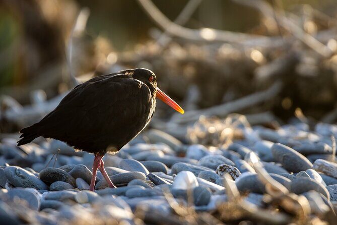 Okarito Nature Tour - FAQs about the Okarito Nature Tour