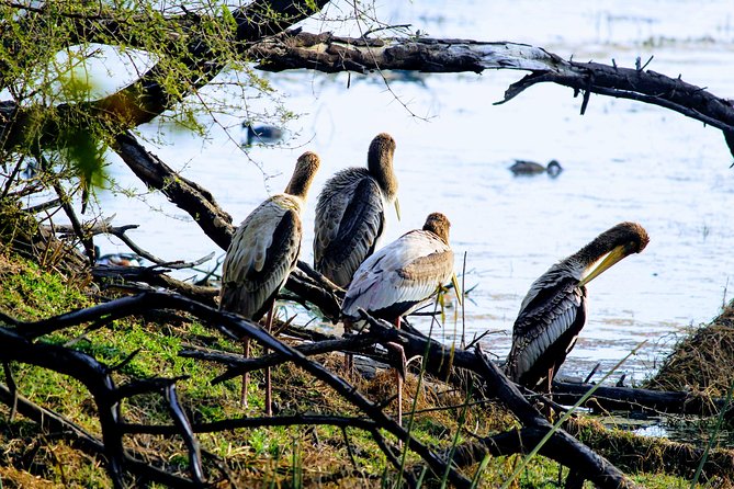 Okhla Bird Sanctuary Tour in Delhi - Good To Know