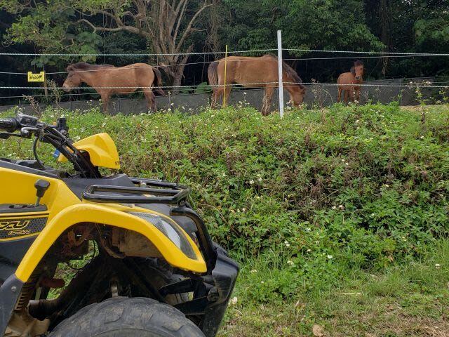 Okinawa ATV Jungle Buggy Tour | No License Required, Rain or Shine, Ages 5+ Welcome | Nago/Nanjo Locations Available - What to wear, and who should ride