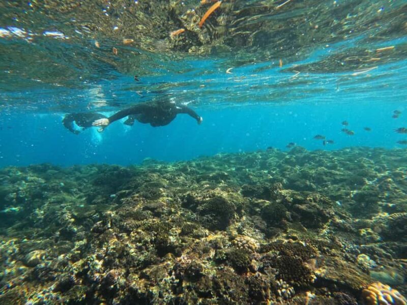 Okinawa: Blue Cave Private Snorkeling Tour with Guide - What Sets This Tour Apart
