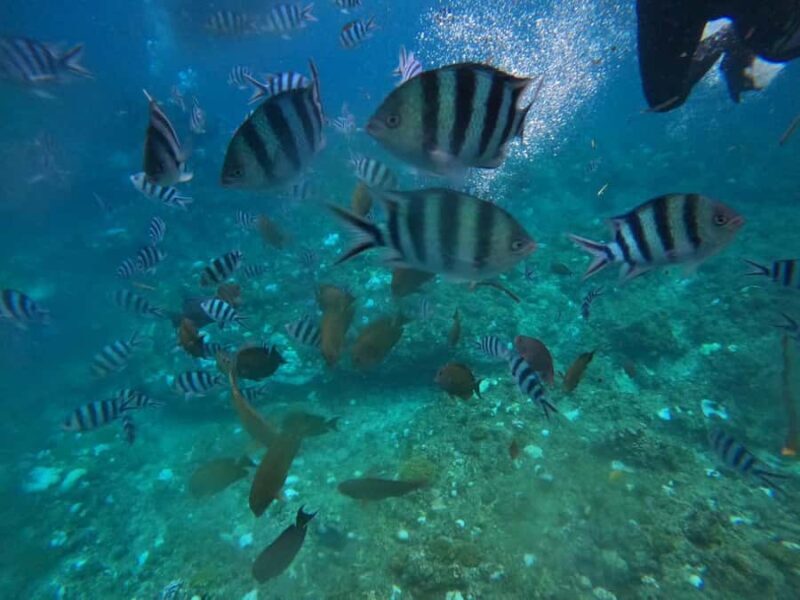 Okinawa: Blue Cave Private Snorkeling Tour with Guide - The Sum Up: Who Will Love This Tour?