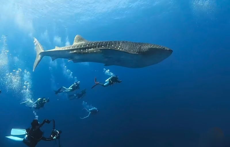 Okinawa Blue Cave Snorkeling + Whale Shark Swimming/Diving Day Trip (Includes Pickup + Lunch) - The Blue Cave is the day’s visual highlight