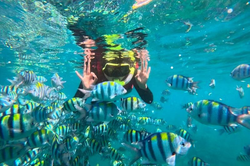 Okinawa Blue Cave Snorkeling + Whale Shark Swimming/Diving Day Trip (Includes Pickup + Lunch) - Whale sharks bring a very different kind of excitement