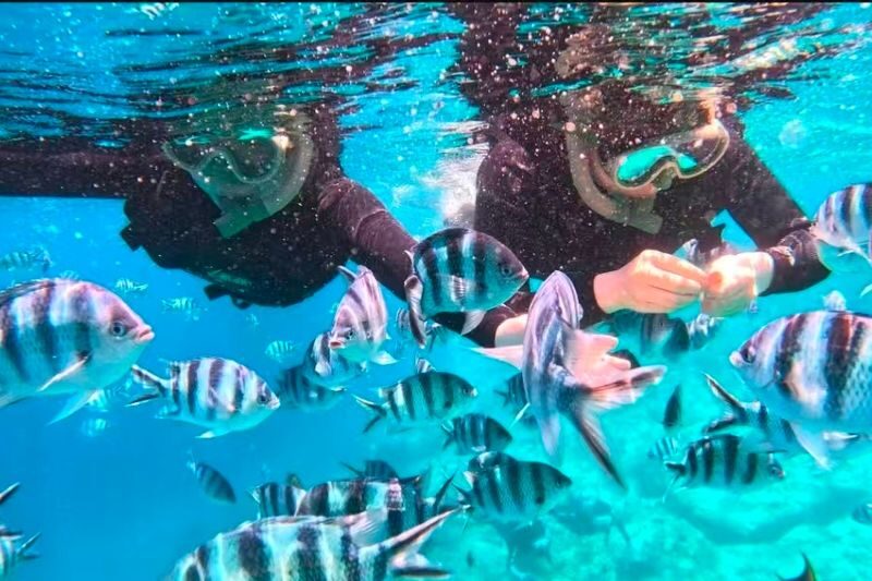 Okinawa Blue Cave Snorkeling + Whale Shark Swimming/Diving Day Trip (Includes Pickup + Lunch) - Snorkeling or the paid scuba upgrade?