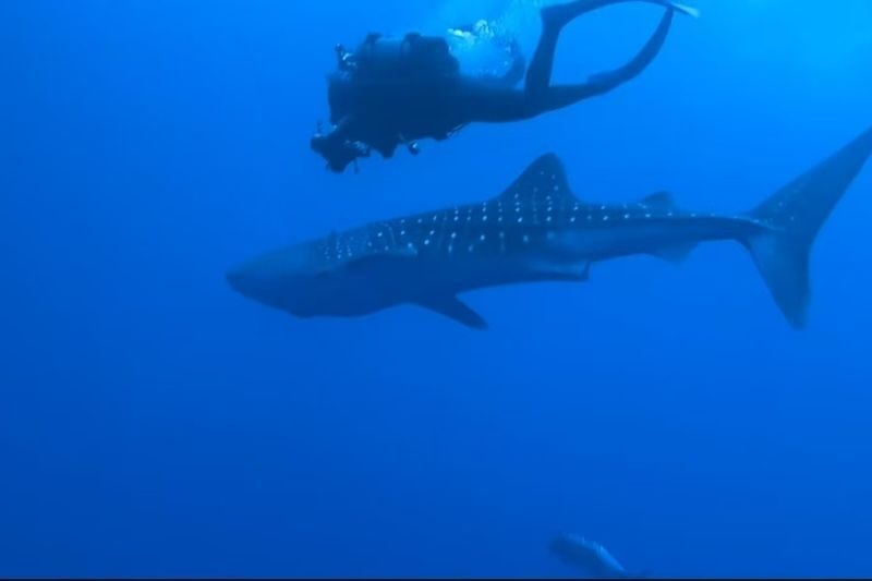Okinawa Blue Cave Snorkeling + Whale Shark Swimming/Diving Day Trip (Includes Pickup + Lunch) - What the price includes, and where the value lies