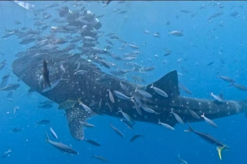 Okinawa Blue Cave Snorkeling + Whale Shark Swimming/Diving Day Trip (Includes Pickup + Lunch) - Pack for a day with limited changing facilities