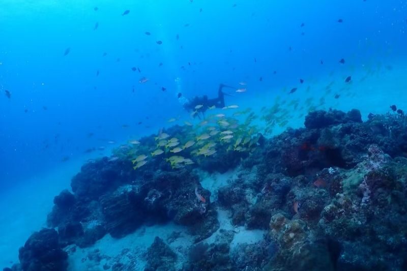 Okinawa Blue Cave Snorkeling + Whale Shark Swimming/Diving Day Trip (Includes Pickup + Lunch) - Safety rules and weather changes deserve attention