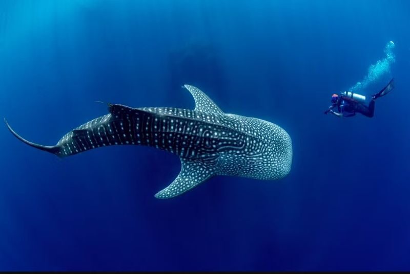 Okinawa Blue Cave Snorkeling + Whale Shark Swimming/Diving Day Trip (Includes Pickup + Lunch) - Who should book this Okinawa sea day?